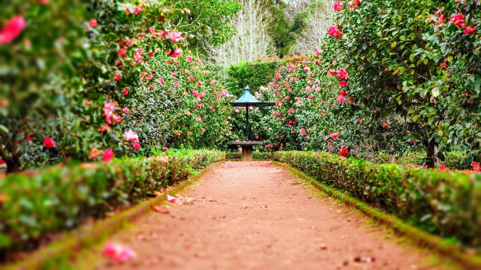 Flowering nursery garden path