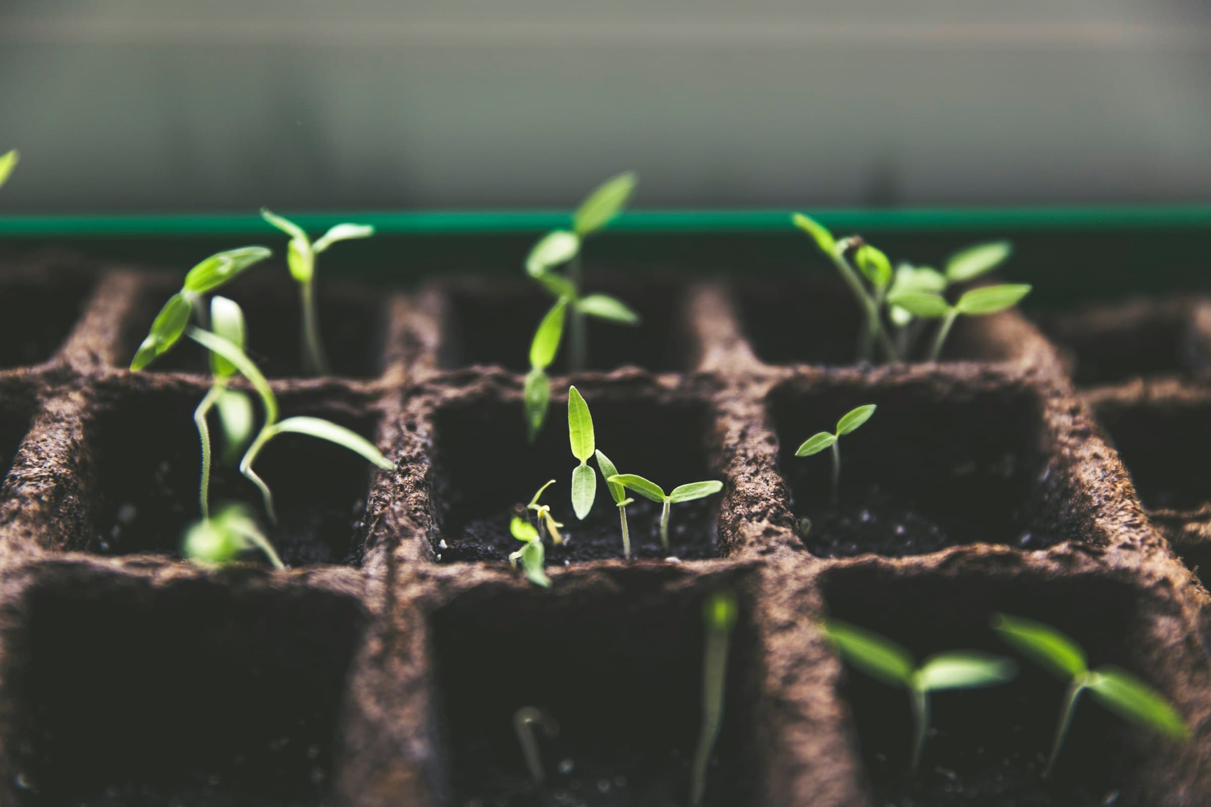 Seedlings growing in a nursery propagation tray